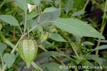 Wild Cape Gooseberry (Physalis angulata)