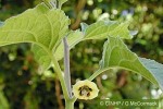Cape Gooseberry (Physalis peruviana)