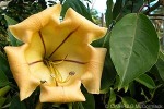Cup-of-Gold (Solandra maxima)