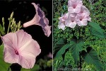 Bush Morning-glory (Ipomoea carnea)