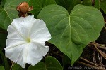 Grand Morning-glory (Ipomoea macrantha)