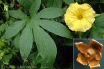 Finger-leaf Wood-Rose (Merremia tuberosa)