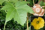 Grape-leaf Wood-Rose (Merremia vitifolia)