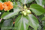 Cordia (Cordia subcordata)