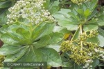 Heliotrope Tree (Tournefortia argentea)