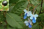What Am I? Click to display answer!