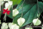 White Bleeding-heart (Clerodendrum thomsoniae)