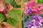 African Cup-and-saucer Plant (Holmskioldia tettensis)