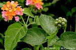 Enlarged Image of 'Lantana camara'