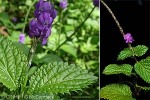 What Am I? Click to display answer!