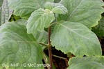 What Am I? Click to display answer!