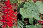 What Am I? Click to display answer!