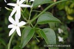Enlarged Image of 'Jasminum azoricum'