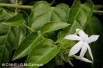 Star Jasmine (Jasminum multiflorum)