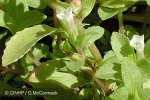 Limnophila (Limnophila fragrans)