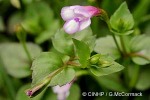 Lindernia (Lindernia crustacea)