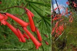 Coral Plant (Russelia equisetiformis)