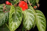 Enlarged Image of 'Episcia cupreata'