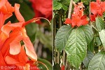 What Am I? Click to display answer!