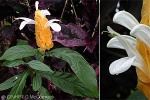 Super Goldy (Pachystachys lutea)