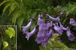 Jacaranda (Jacaranda mimosifolia)