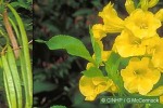 Yellow Bells (Tecoma stans)