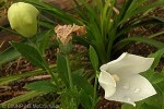 Chinese Bellflower (Platycodon grandiflorus)