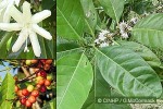 Robusta Coffee (Coffea canephora)