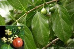 Cyclophyllum (Cyclophyllum barbatum)