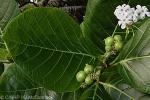 Enlarged Image of 'Guettarda speciosa'