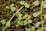 Minute Hedyotis (Hedyotis callitrichoides)