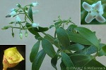 What Am I? Click to display answer!