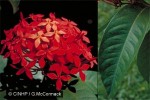 What Am I? Click to display answer!