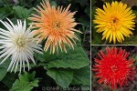 Gerbera (Gerbera jamesonii)