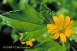 Wedelia Daisy (Sphagneticola trilobata)
