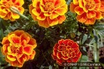 French Marigold (Tagetes patula)
