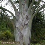 Lucuba Palm (Dypsis madagascariensis)