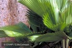 Licuala Palm (Licuala grandis)
