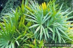 Slender Lady-Palm (Rhapis humilis)