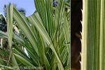 Florist's Pandanus (Pandanus veitchii)