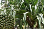 Enlarged Image of 'Pandanus whitmeeanus'