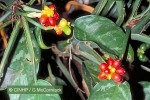Enlarged Image of 'Aglaonema commutatum'