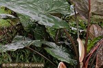 Enlarged Image of 'Alocasia cuprea'