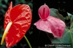 Enlarged Image of 'Anthurium andraeanum'