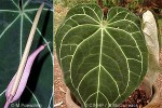 Enlarged Image of 'Anthurium crystallinum'