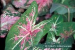 Enlarged Image of 'Caladium bicolor'