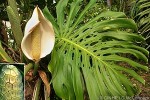 What Am I? Click to display answer!
