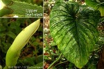Blotched Philodendron (Philodendron mamei)
