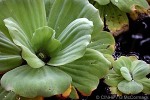 Water Lettuce (Pistia stratiotes)