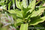 What Am I? Click to display answer!